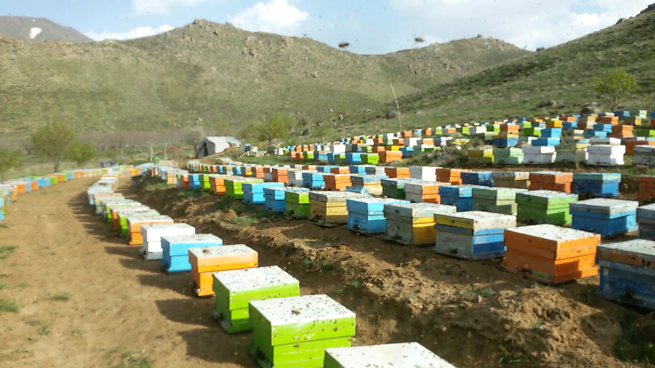 زنبورداری و تولید عسل