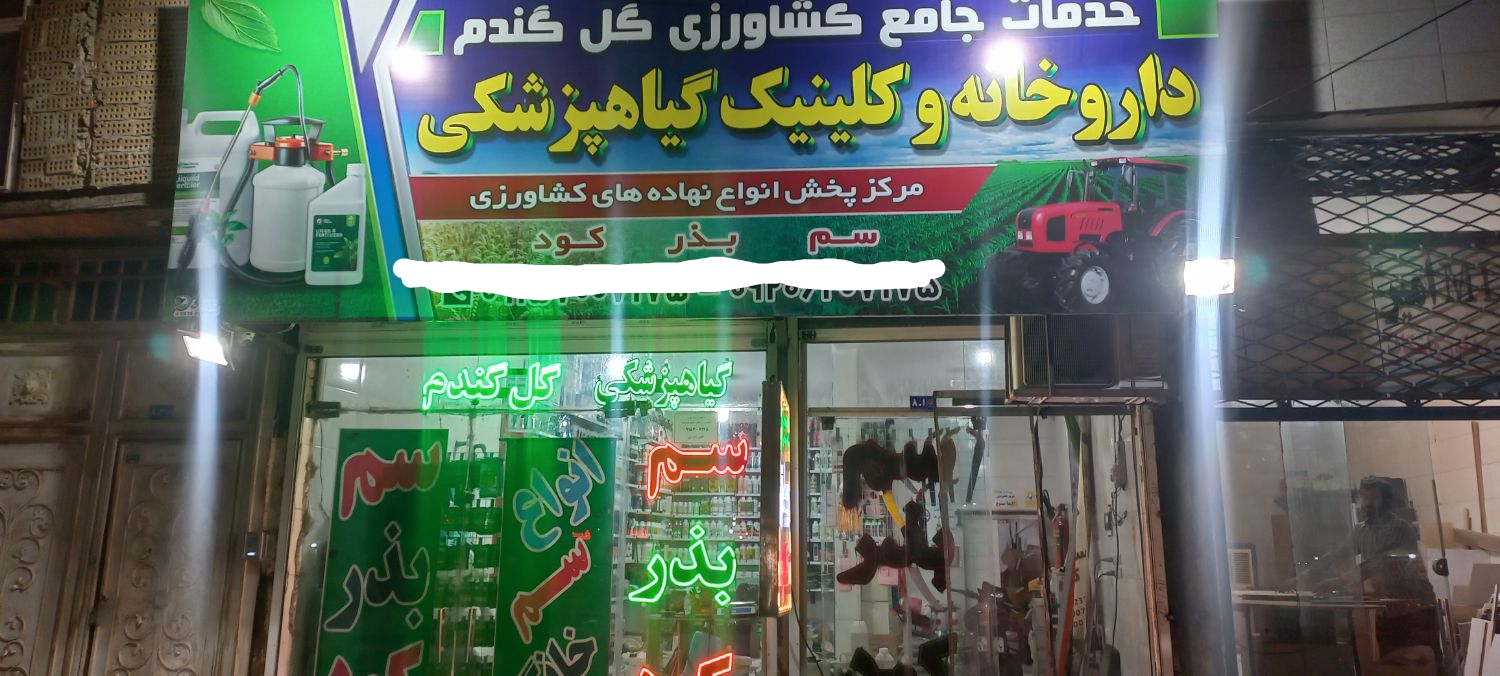 گل گندم طلایی