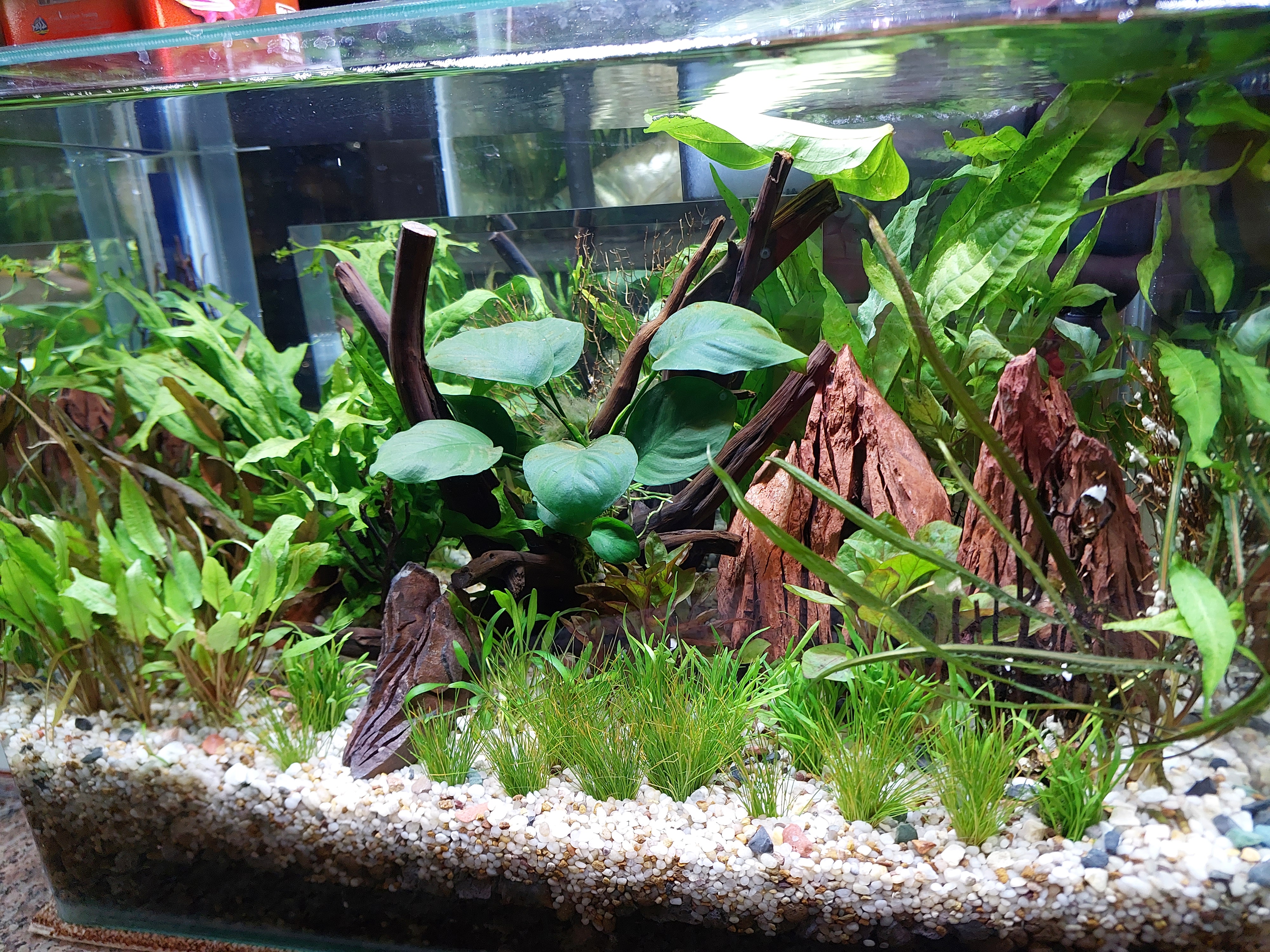 گلفروشی پوریا ترکزاده