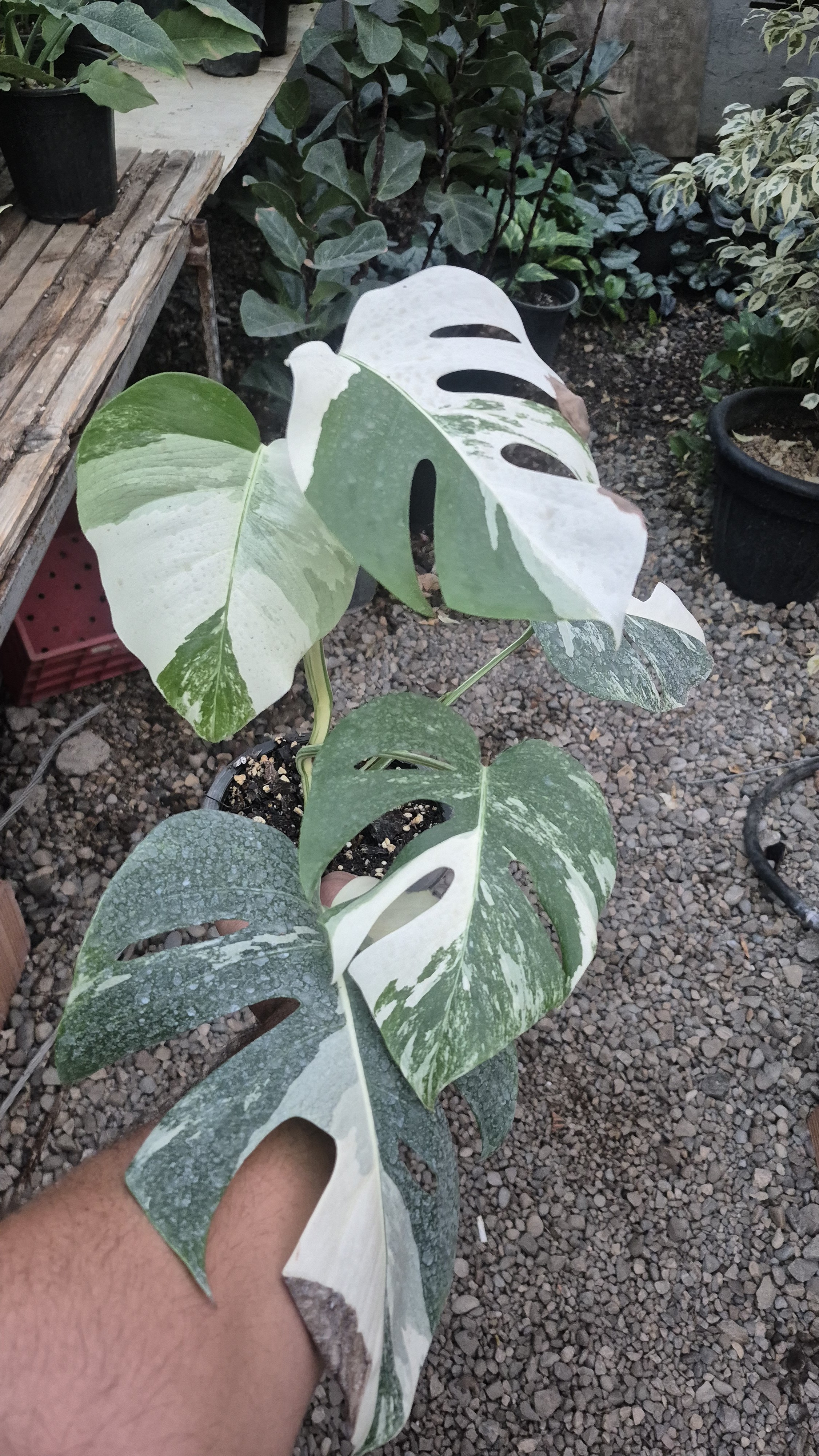 گل و گیاه ایلیا