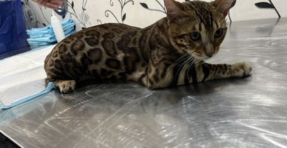 کلینیک حیوانات خانگی دکترنوید حاجی علیلو