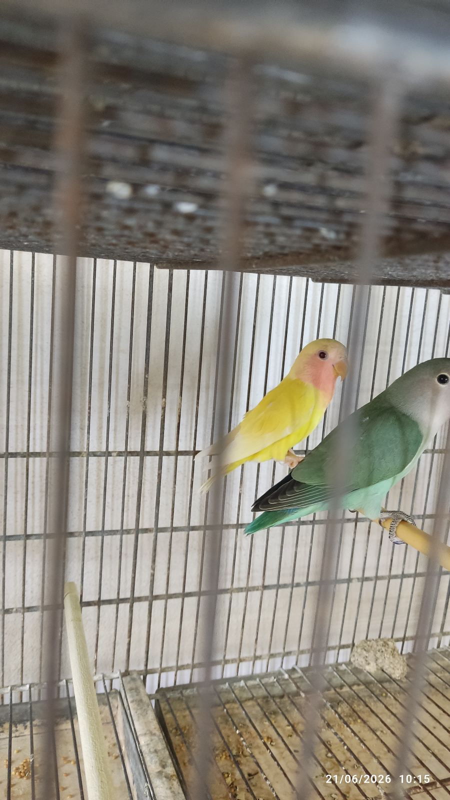 پرورش طوطی برزیلی