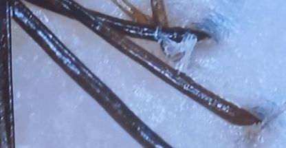 اسکالپ سر و هد اسپا مریم