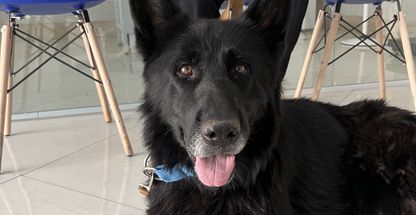 کلینیک دامپزشکی پاستیل پاکدشت