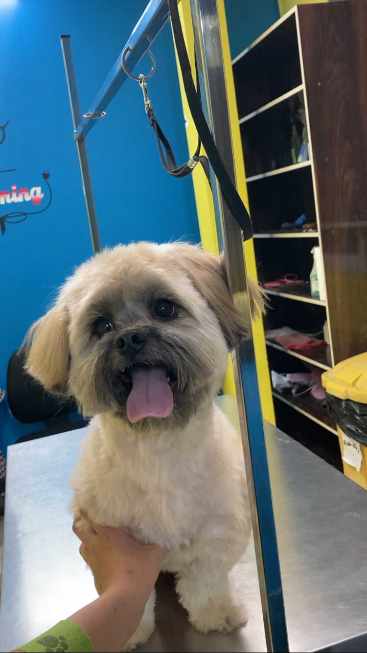 اصلاح و پیرایش حیوانات خانگی علمی