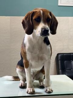 کلینیک دامپزشکی