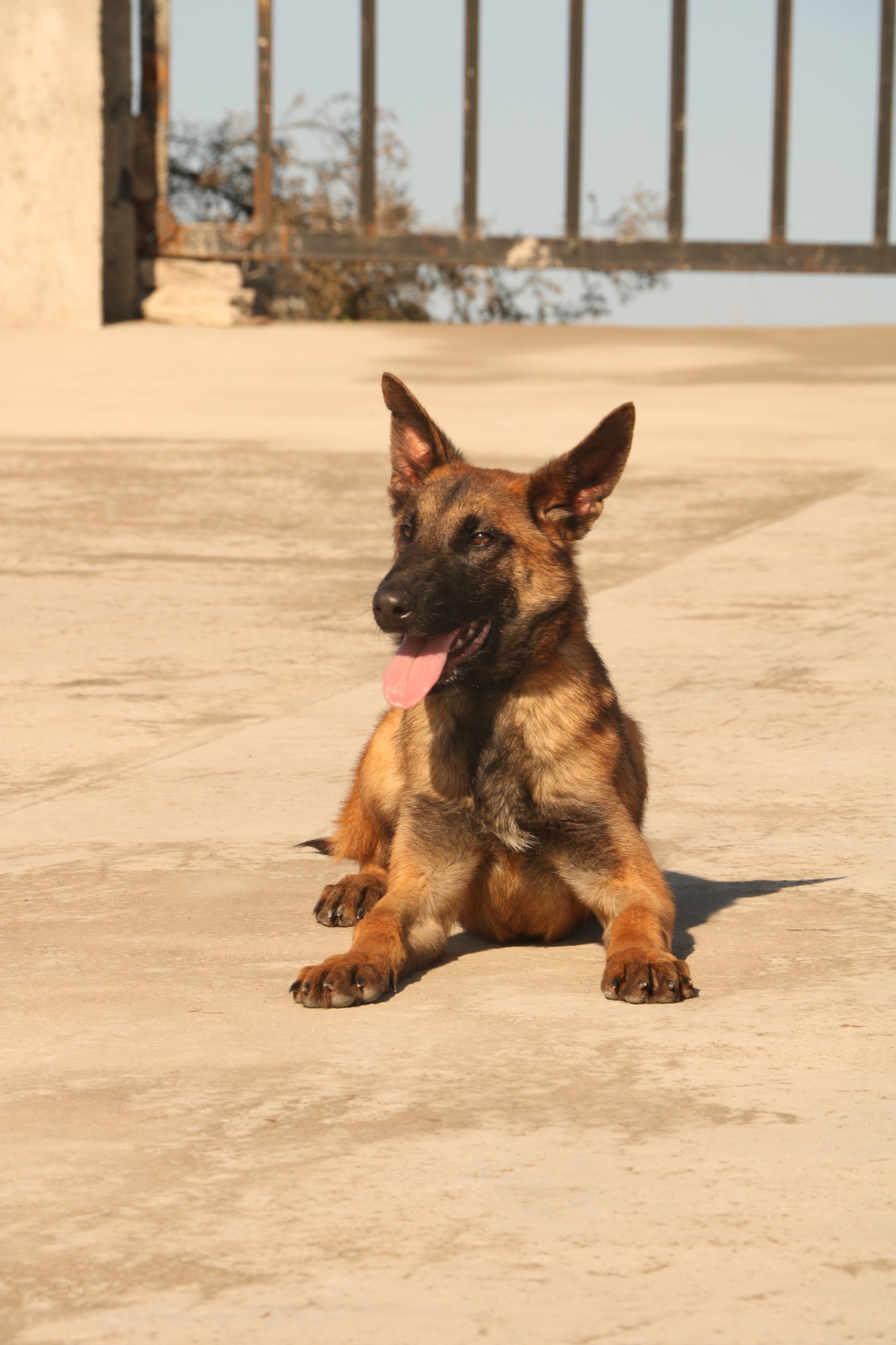 آموزش و پانسیون سگ شایلو