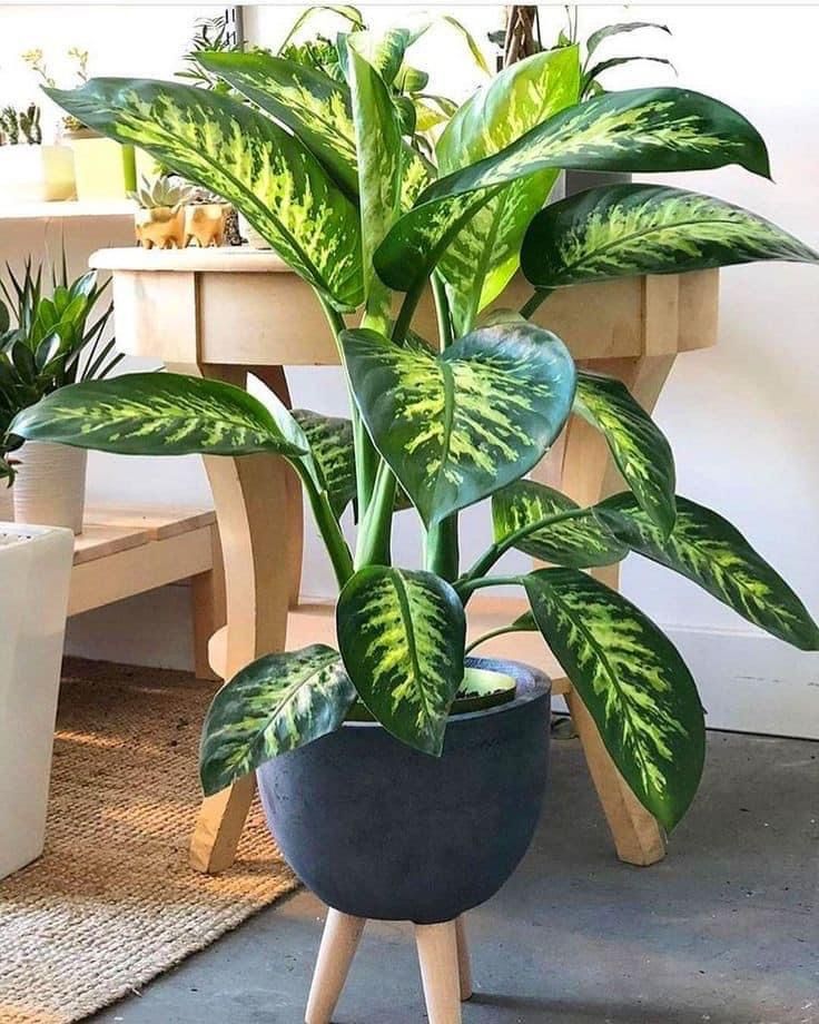 گلستان مهدی