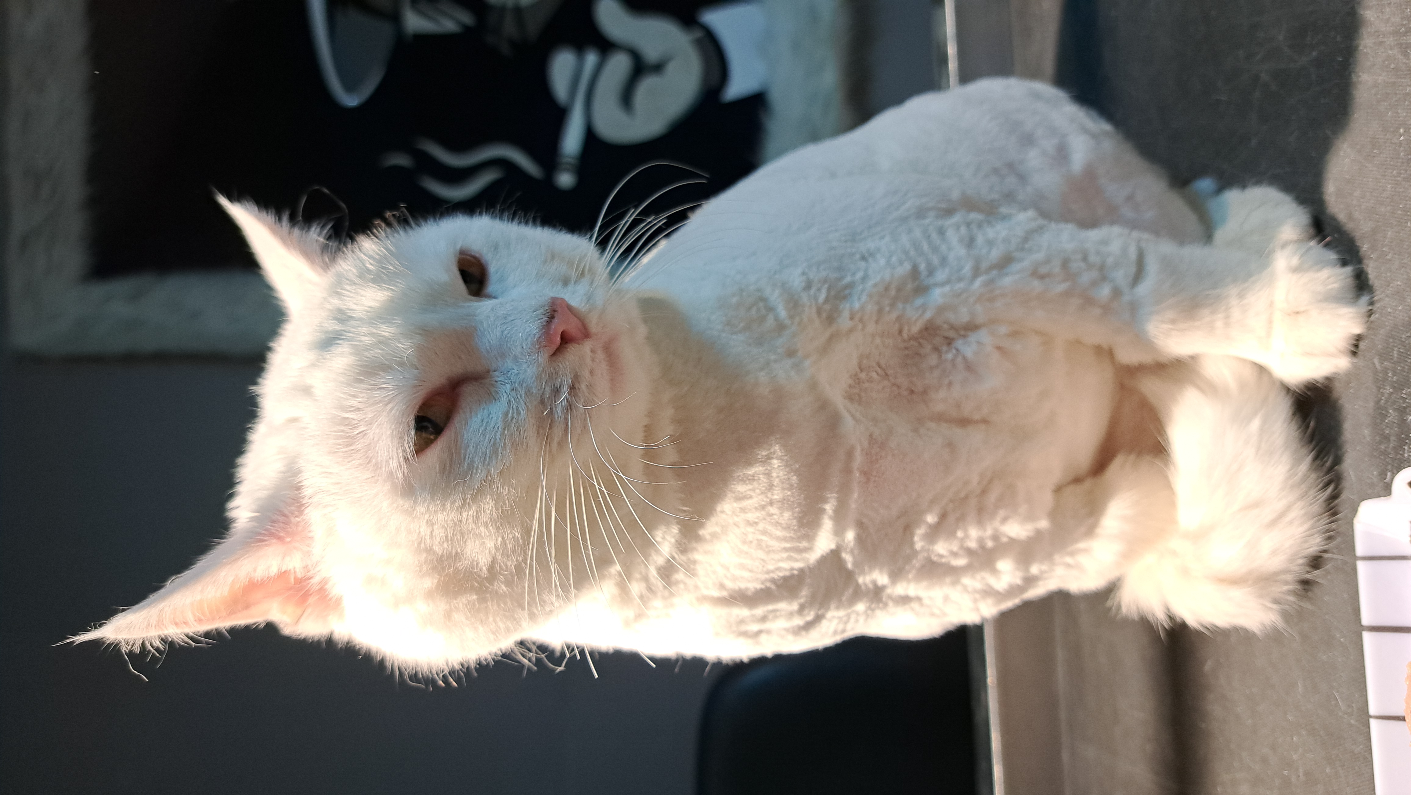 آرایشگاه حیوانات سحرپت گرومینگ