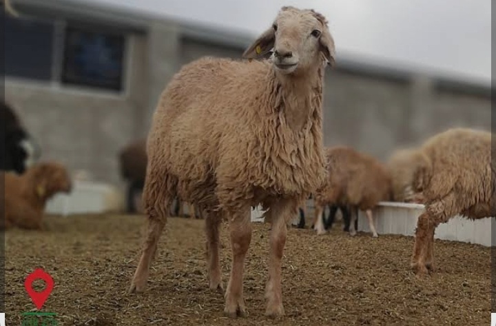 فروش دام زنده فیضی