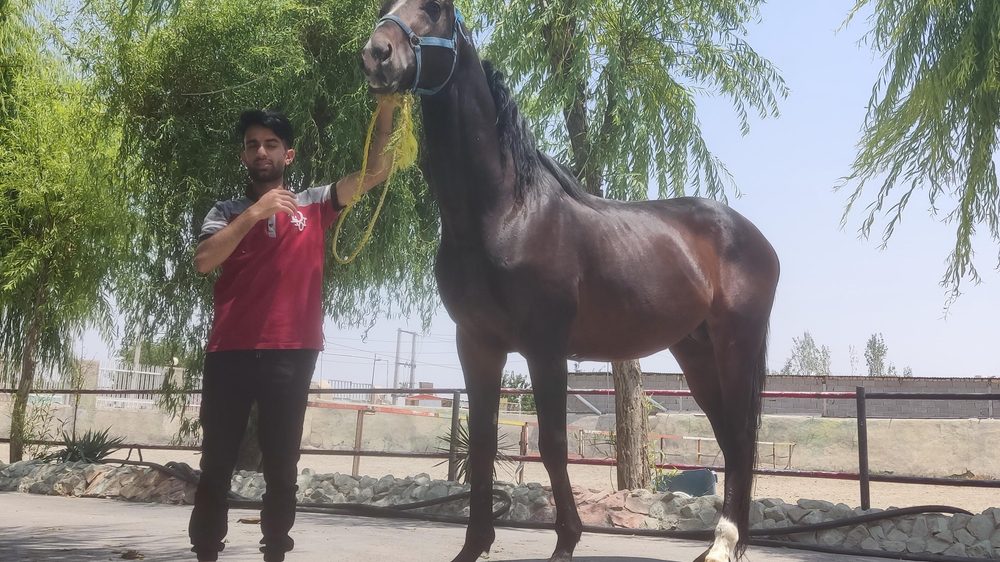 پارک جنگلی