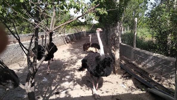 پرورش شترمرغ دانش