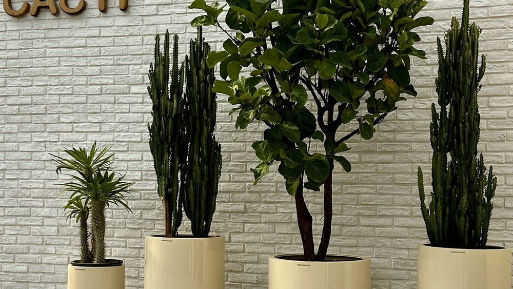 گلخانه شهریارکاکتی