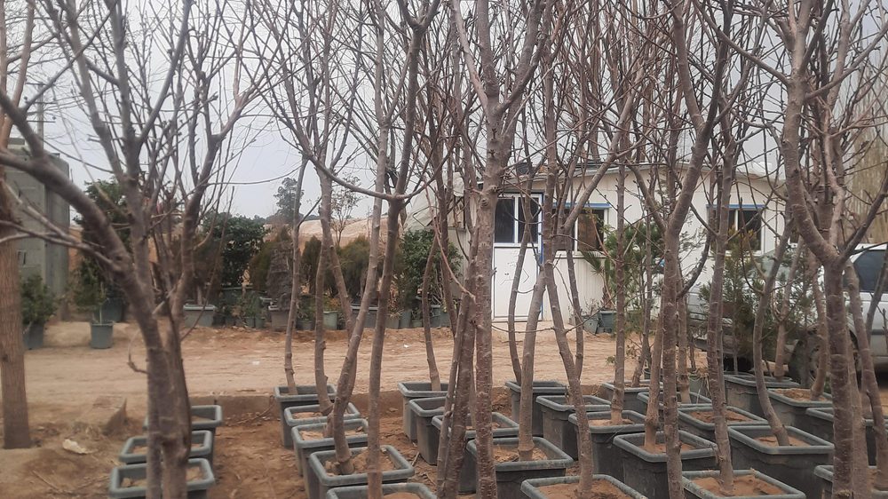 خدمات خودرو