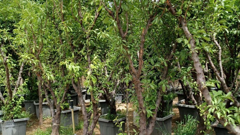 گلکده