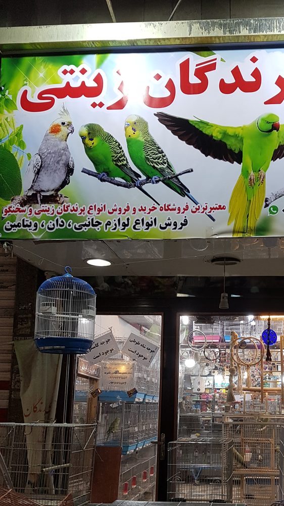 رویال برد