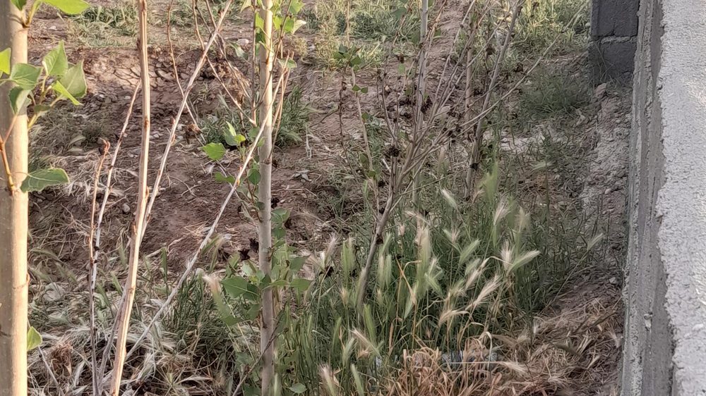 باغ خانوادگی رهسپار
