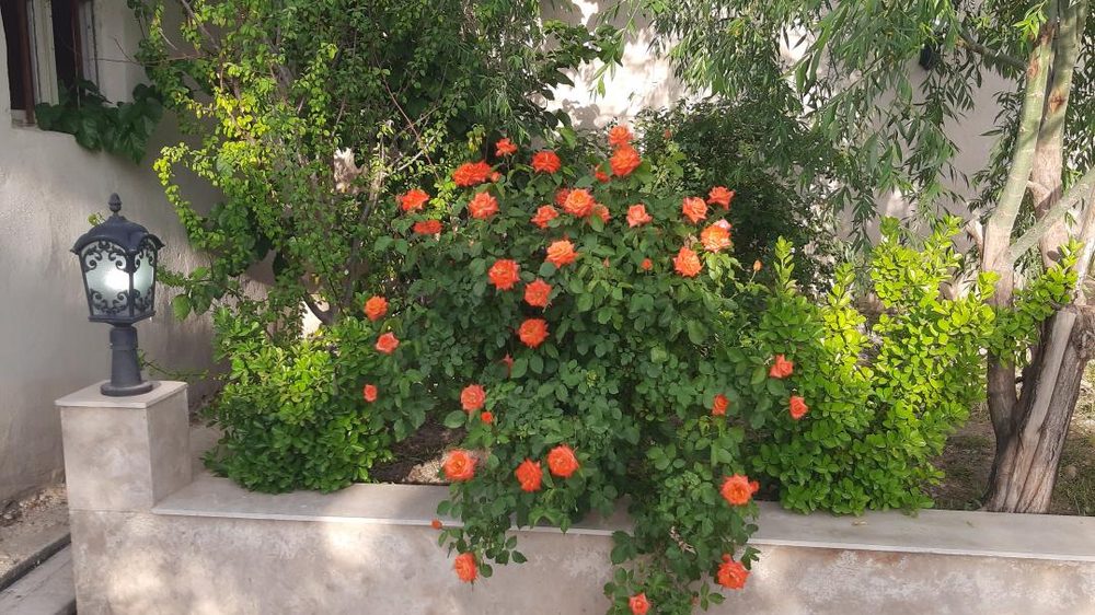 بازار گل و گیاه کهریزک