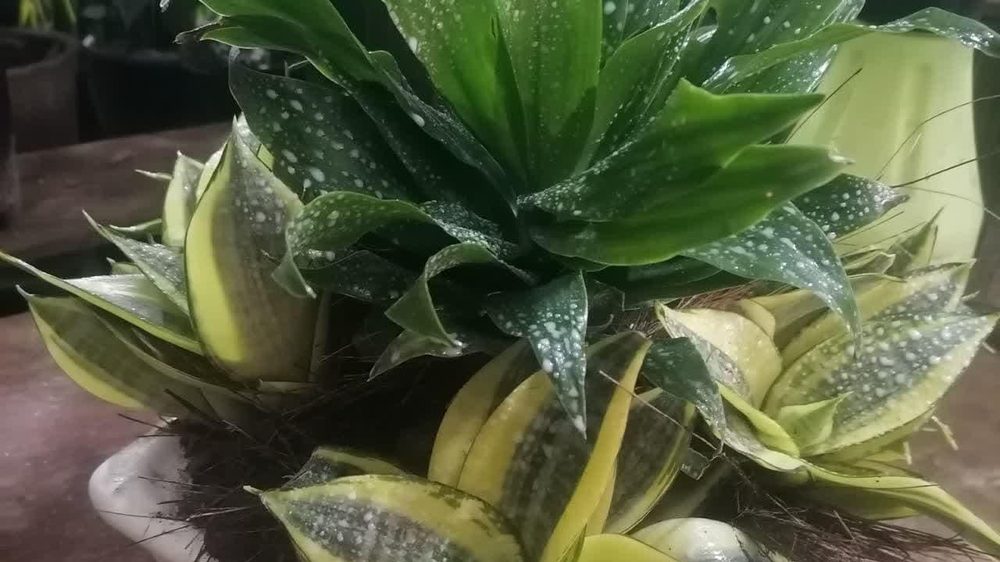 گلخانه دکتر نخئی