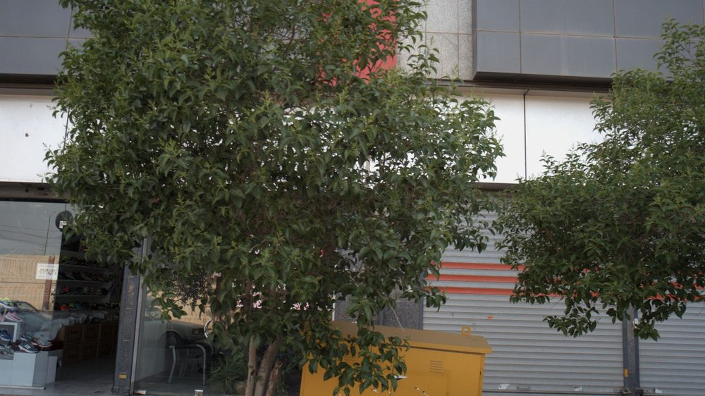 کیف نیوشا