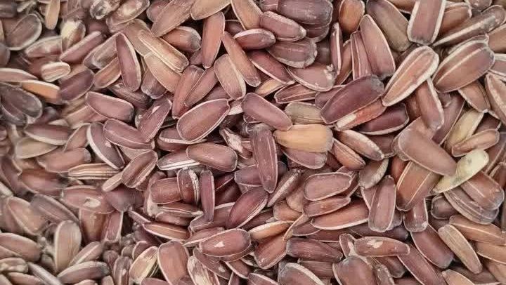 دنیای پرندگان زینتی حسین گلچین