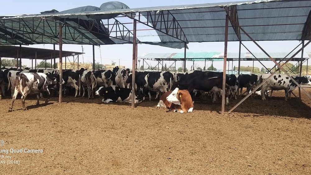 سردخانه تک اسلامشهر