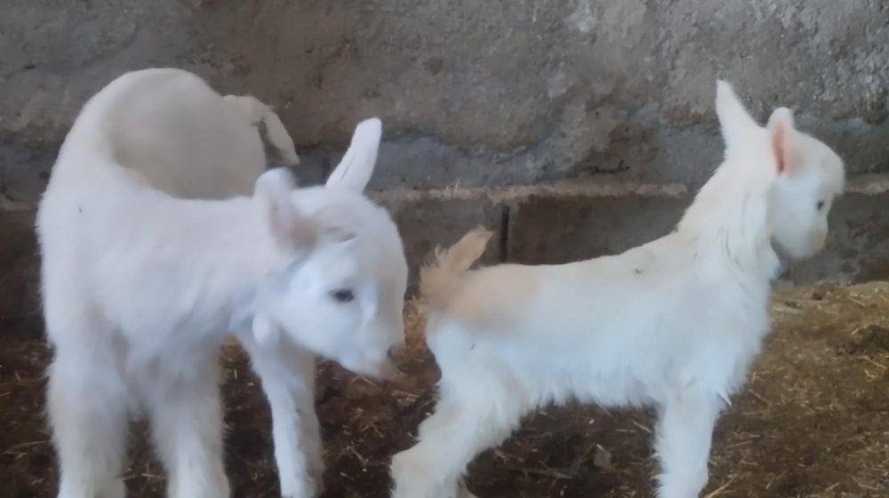 لبنیات ارگانیک بز