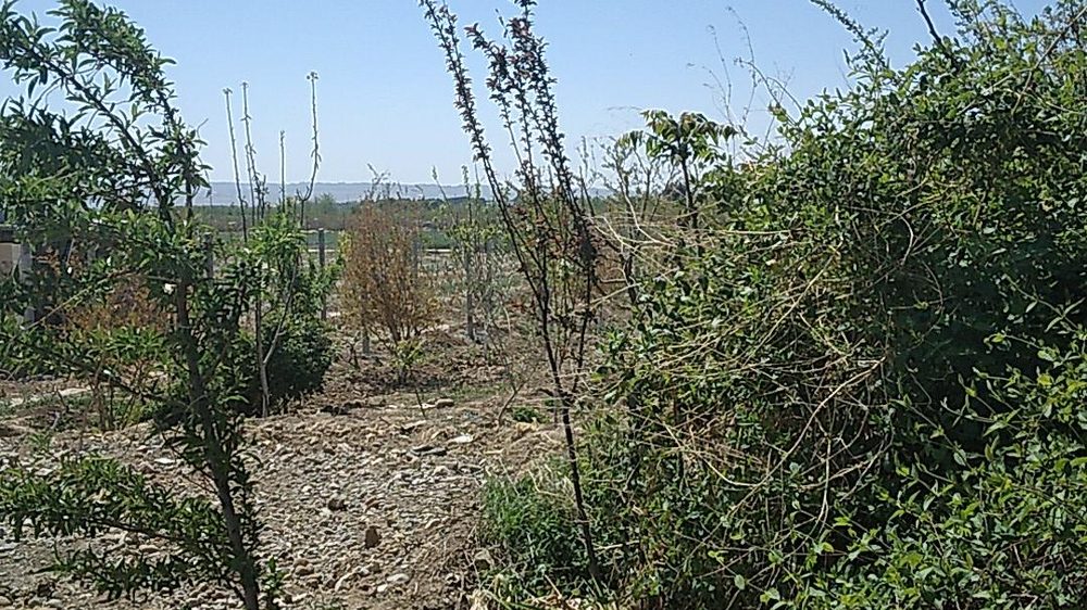 باغ خانوادگی لطفی