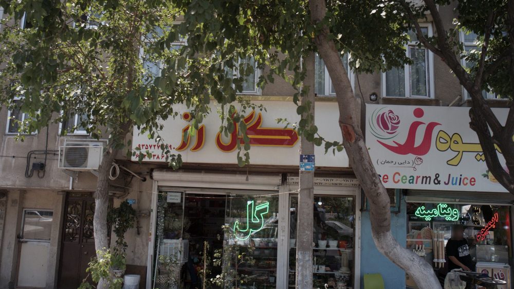 گل رز
