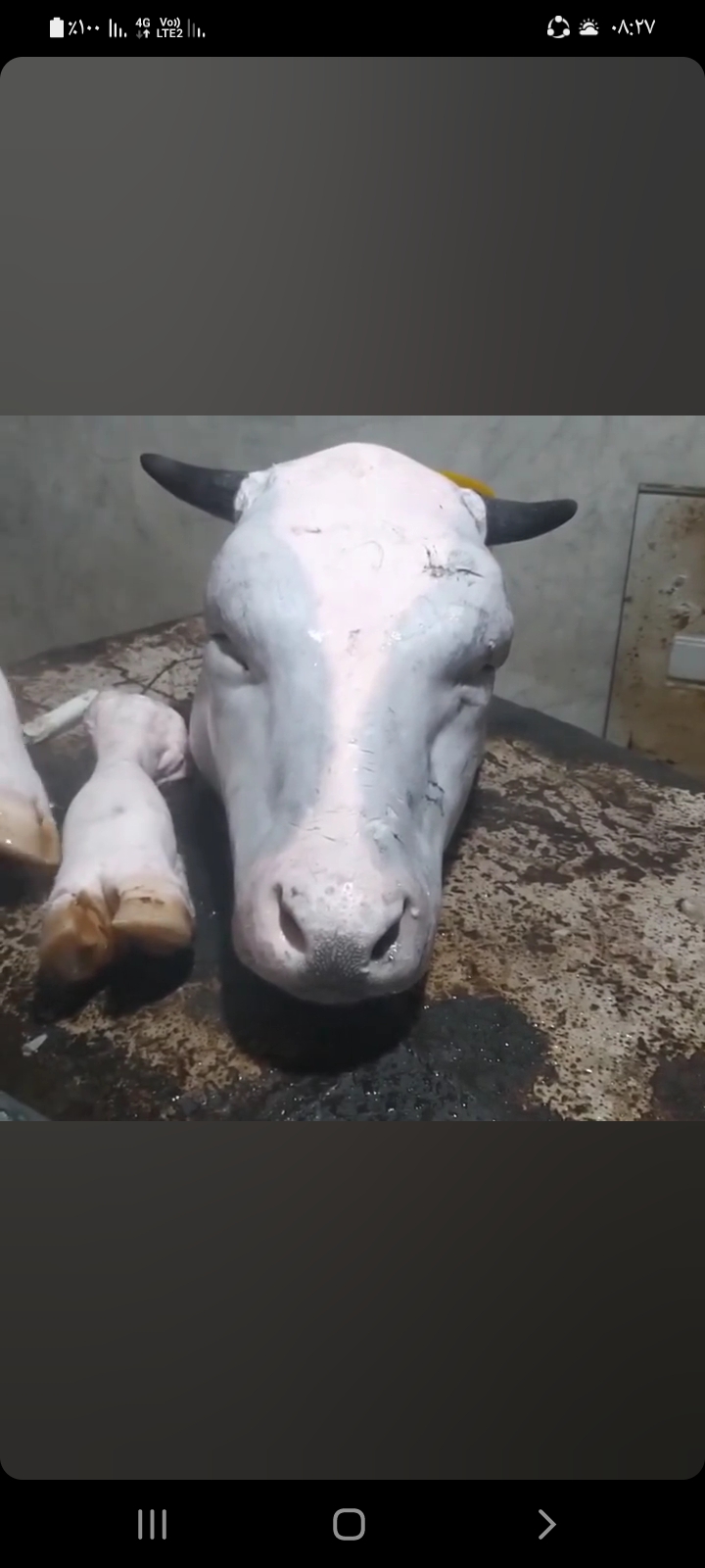 کشتارگاه تمیز کردن کله پاچه گا