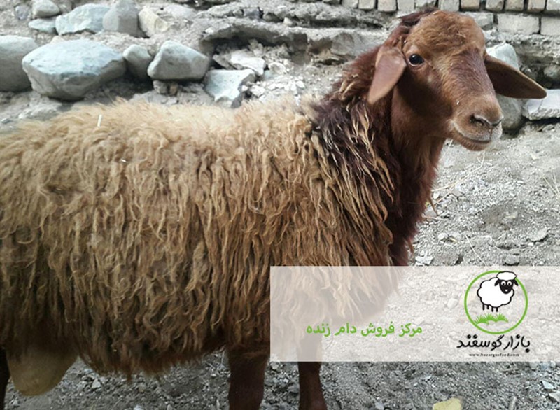 گوسفند زنده | مرکز خرید دام زنده | بازار گوسفند