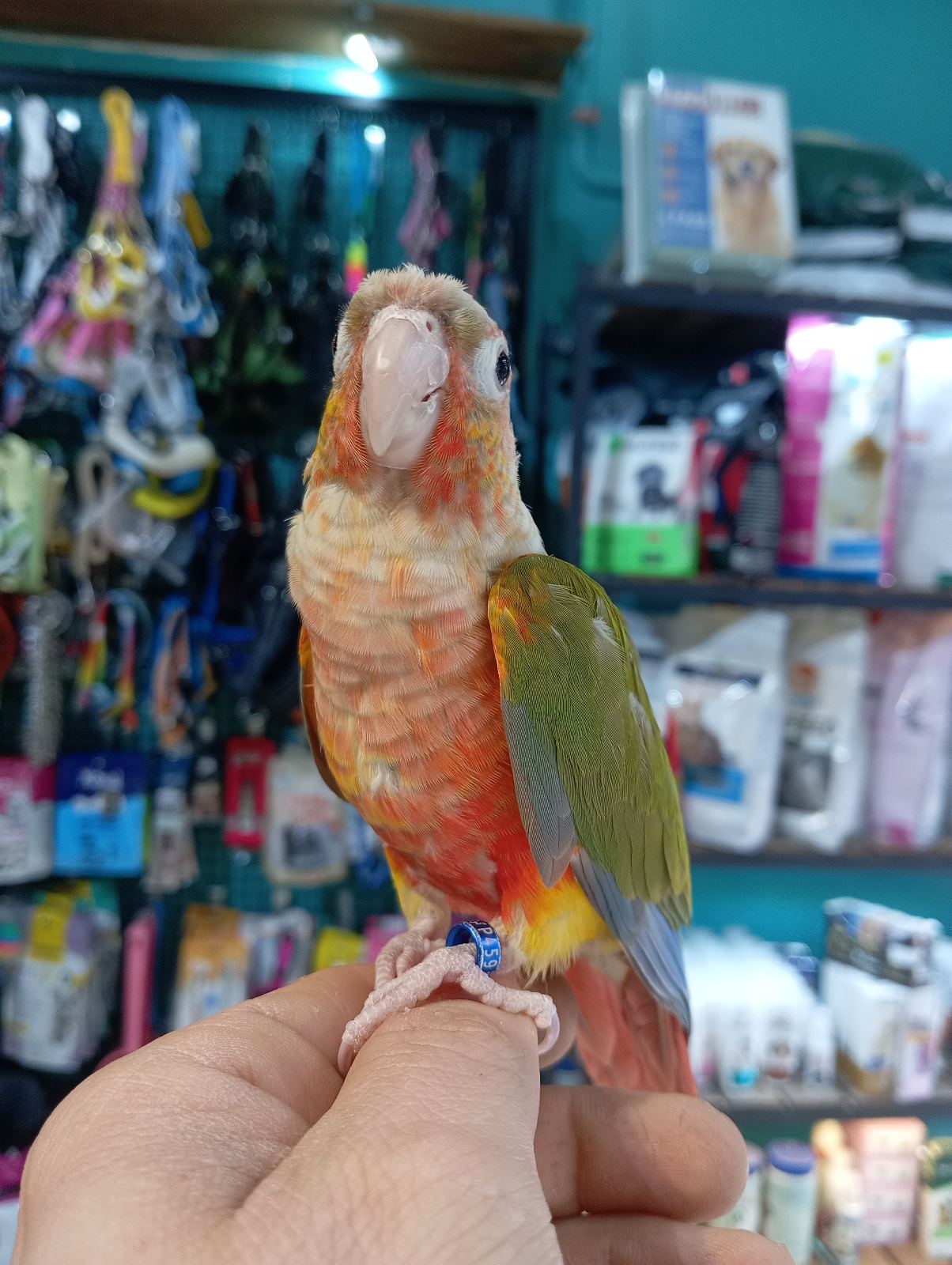 چکاوک زینتی