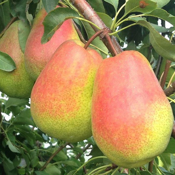 خدمات کشاورزی مجید