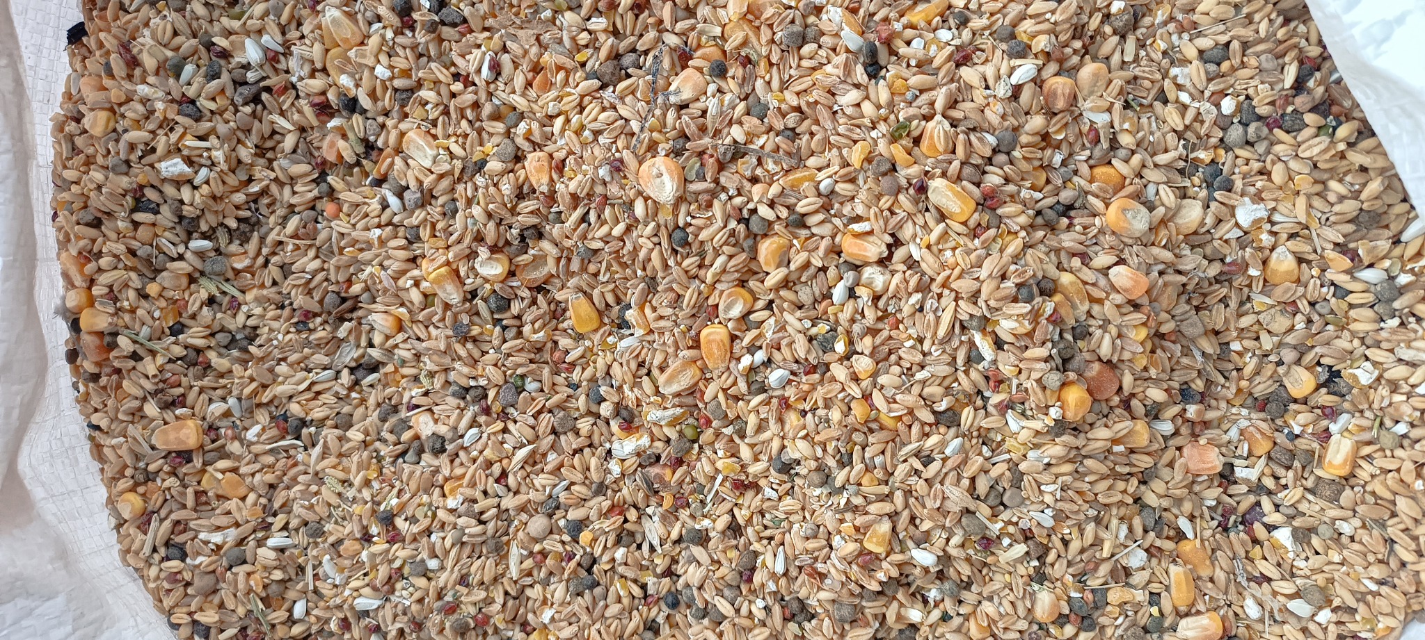 دان پرنده خراسانی