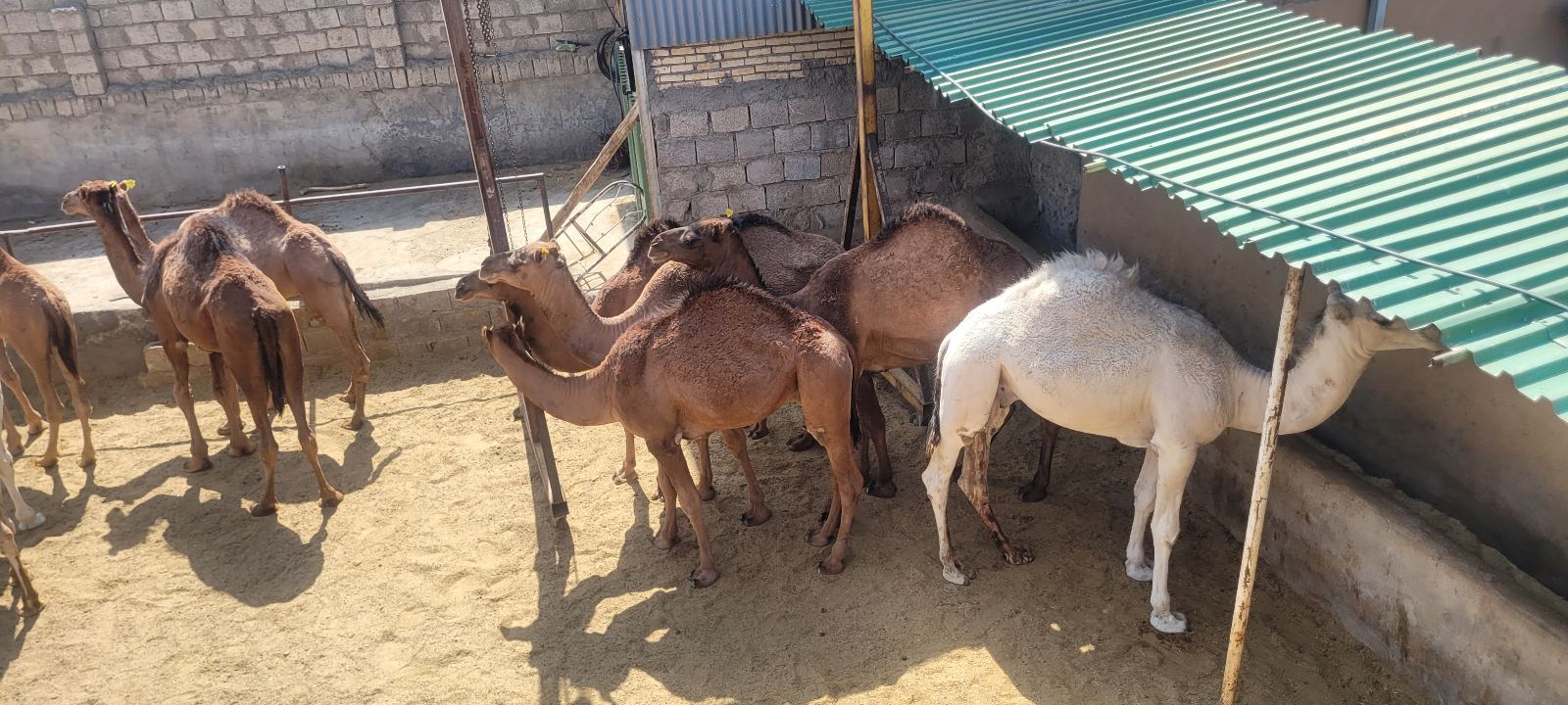 دامداری سیامک بهارلویی