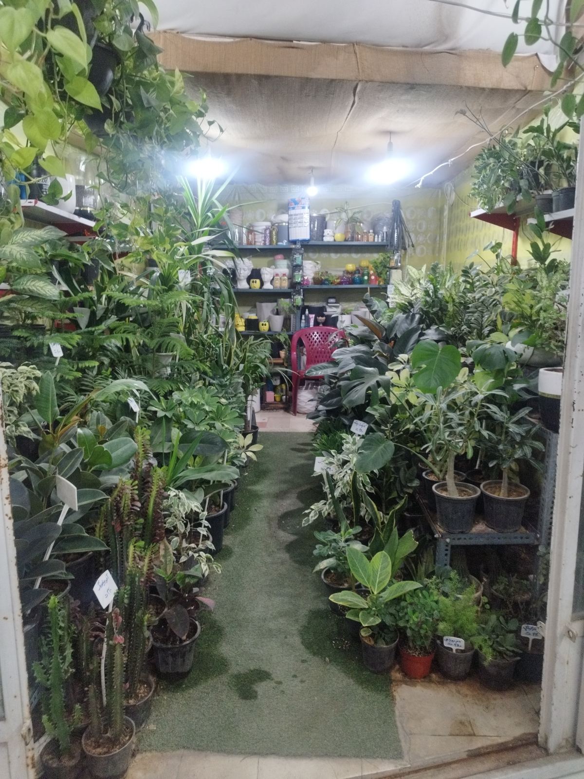 گلکده آوای ارغوان