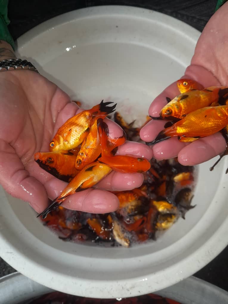 فروش عمده ماهی قرمز شاهی