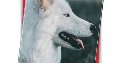 تبلیغات چاپی عرشیا