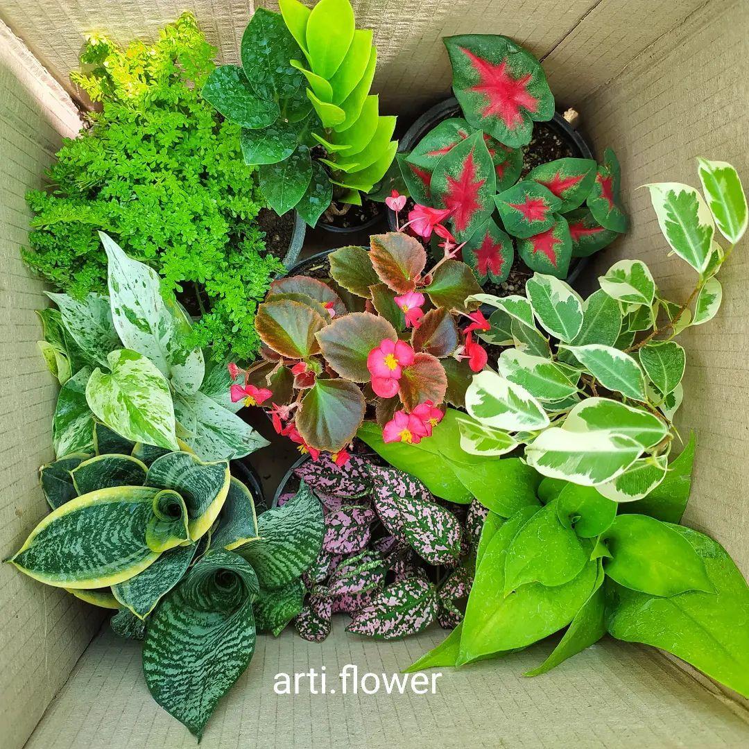 گل فروشی علیزاده