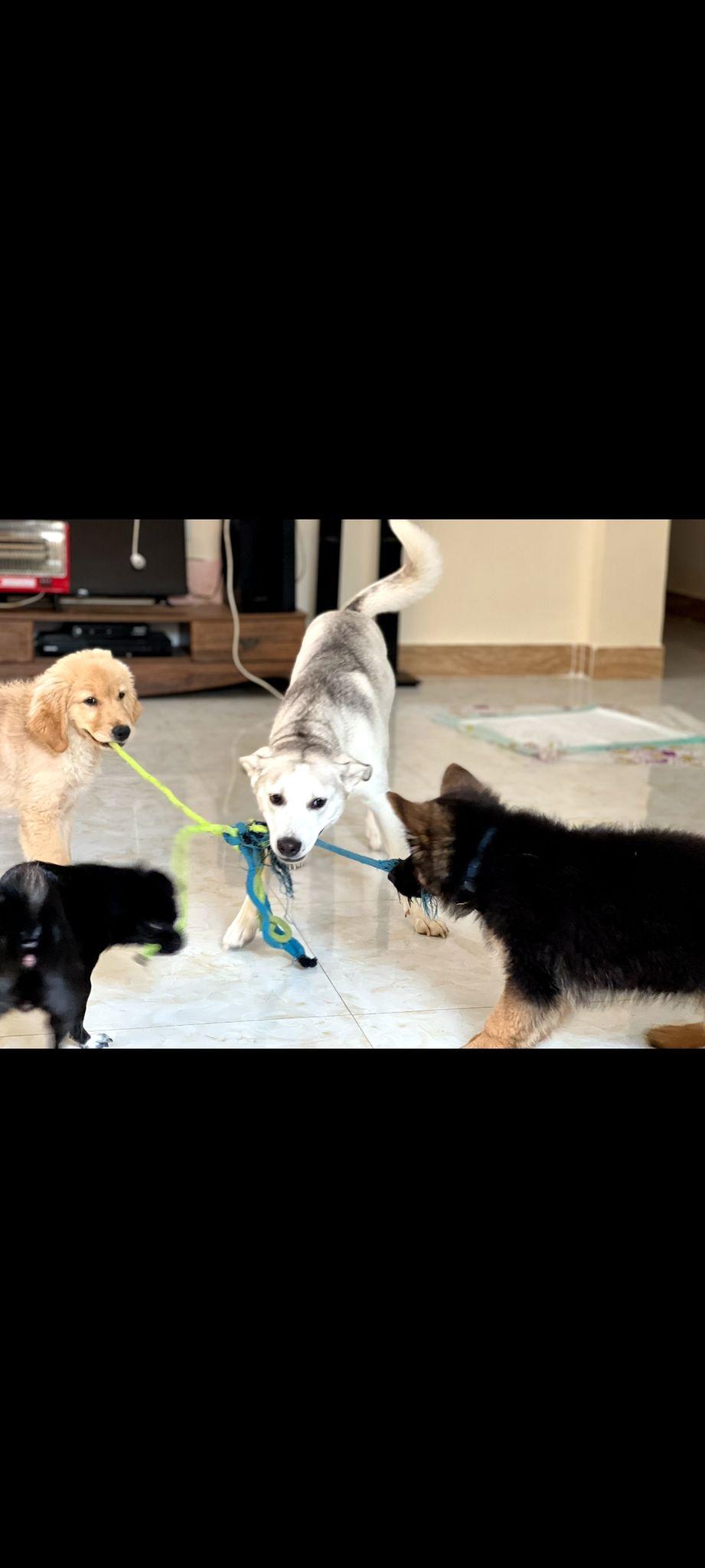 پانسیون آنجل