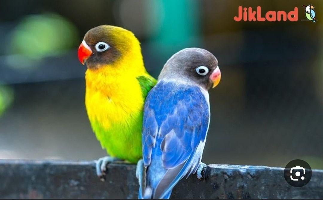 پرندگان زینتی شهر خانه