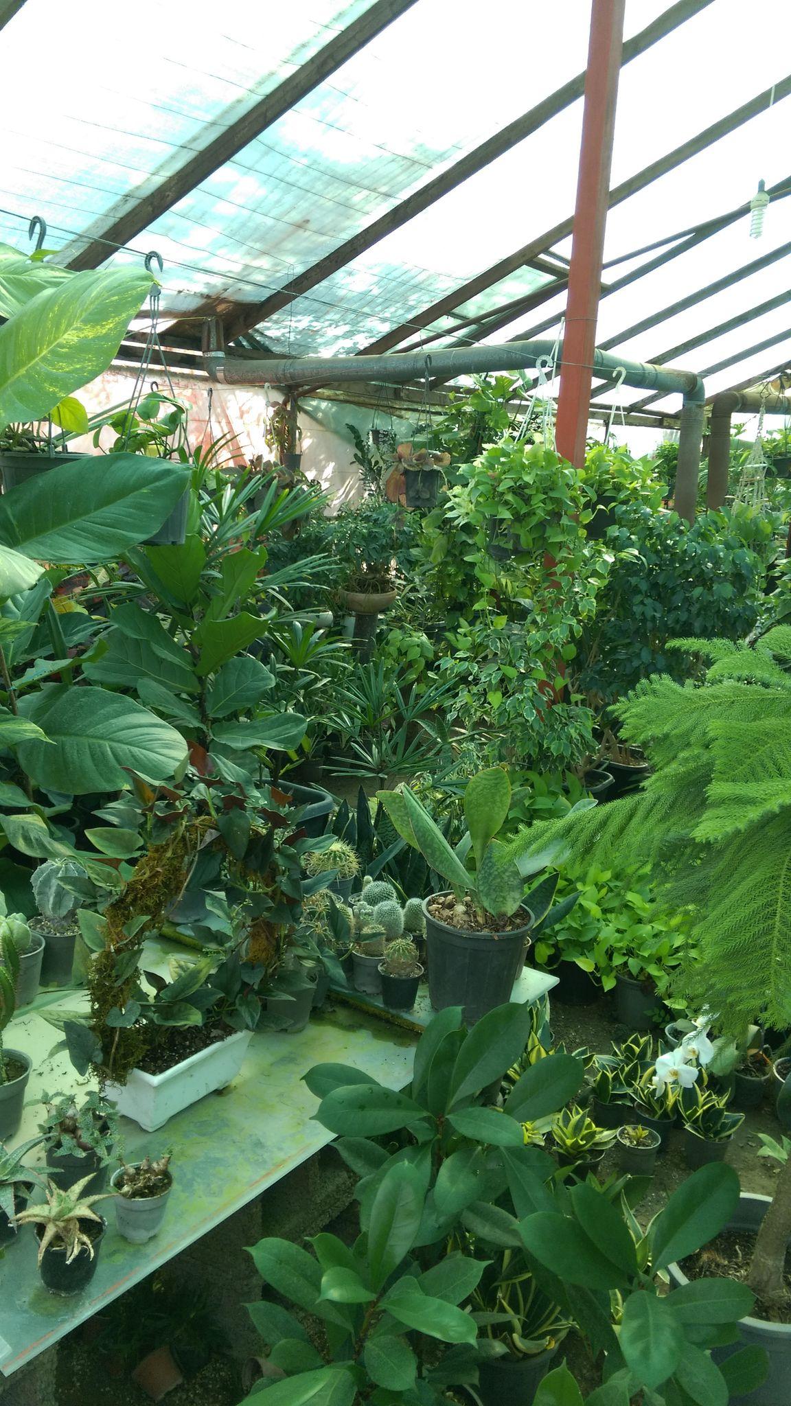 گلخانه یوکا