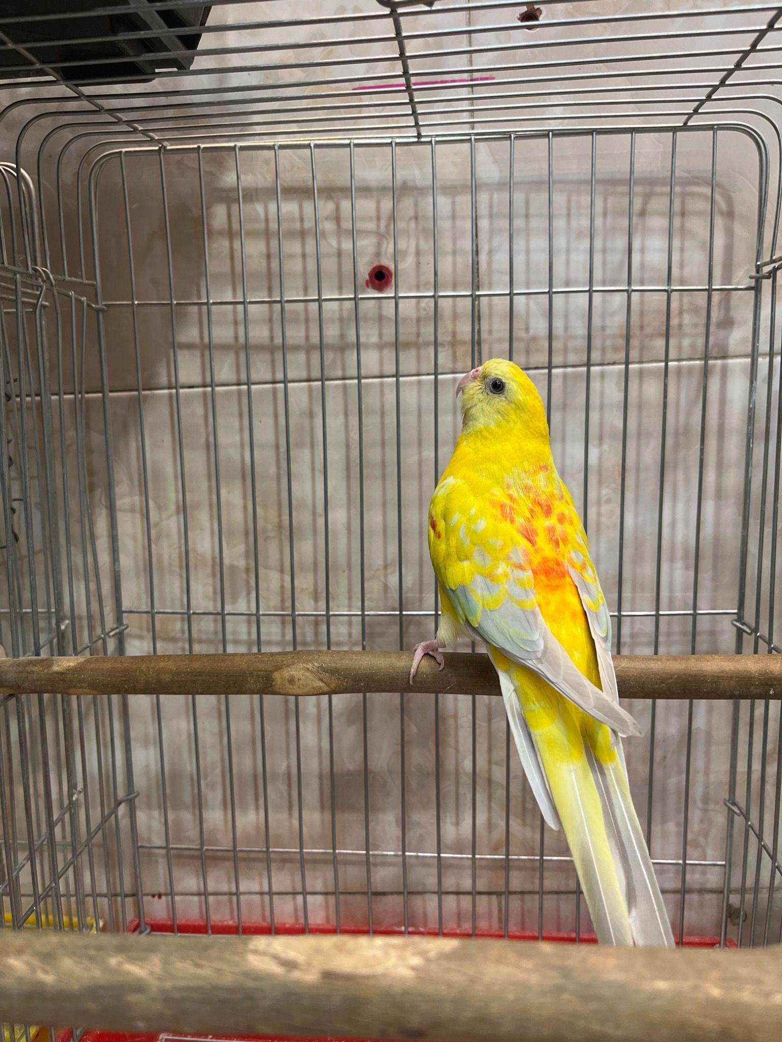 پرنده سرا و پرنده فروشی ستارخان تهران