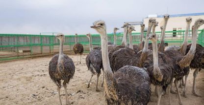 کشتارگاه صنعتی تعاونی ۱۱۰ قزوین