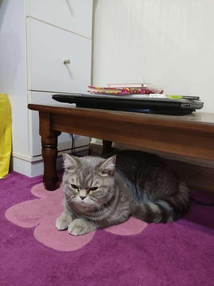 پانسیون خانگی نگهداری گربه