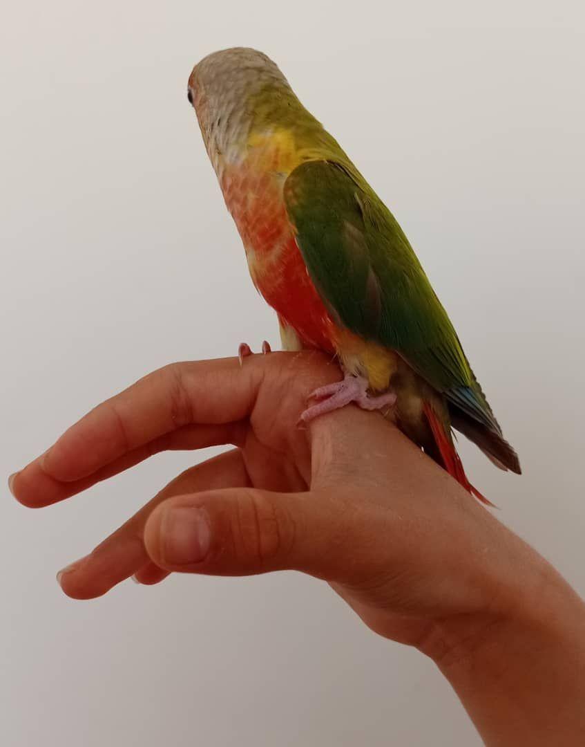 پرنده سرای آرا