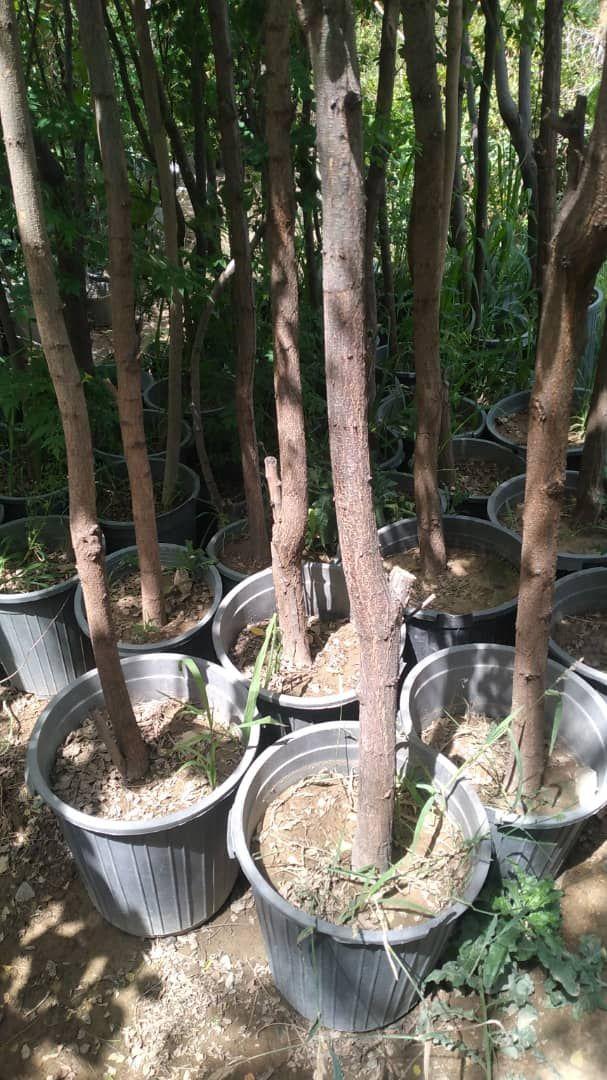 نهال فروشی درخت درختچه گلدانی میوه سیار درمحل باغبان باغبانی درختکاری خدمات سرویس گلهای آپارتمانی خانگی گل وگیاه