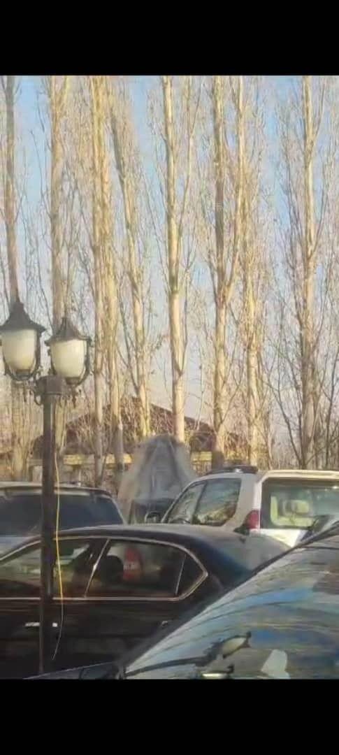 خرید چوب باغات وسقفی