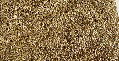 پخش دانه پرندگان