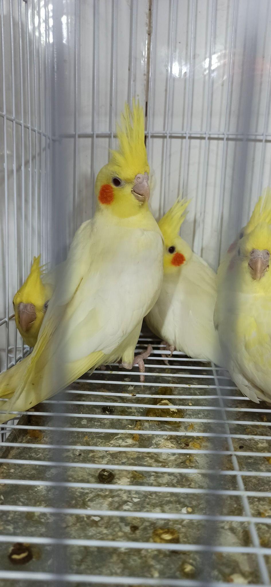 پرنده سرای آذربایجان